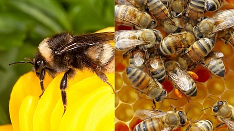 Genetic changes in bees