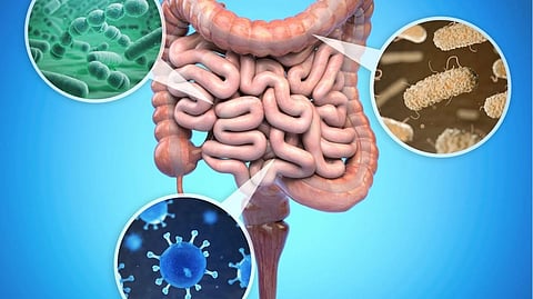 Gut microbiome and weight loss