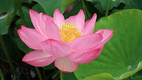Lotus Leaf