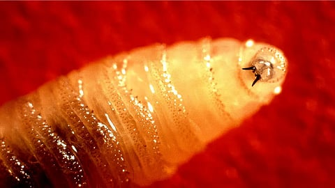 flesh-eating-screworm-fox
