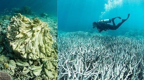 Coral reef damage