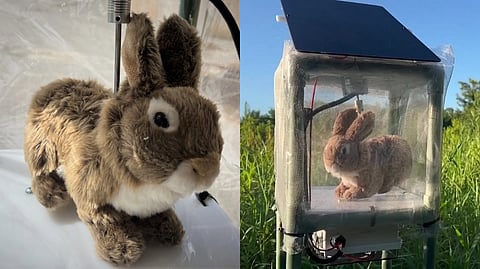 Robotic Rabbit