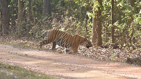 balaghat male tiger