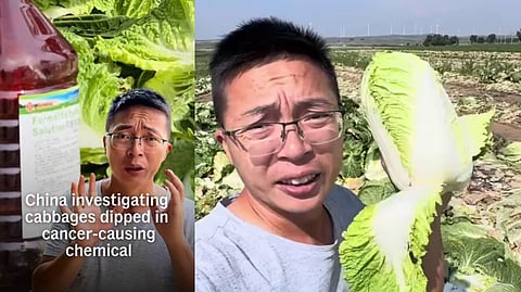 Chinese Cabbage Scam