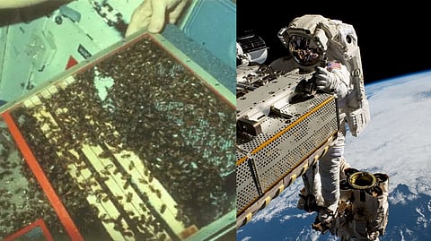 NASA bee experiment