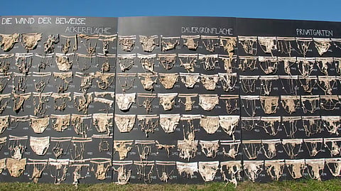 switzerland-cotton-underwear-soil-health-citizen-science-study