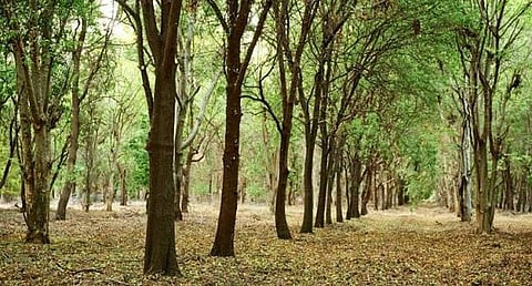 Hyderabad Sandalwood Investment