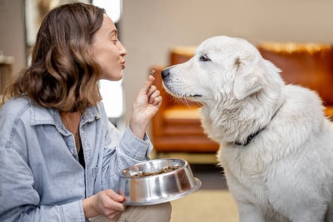 Foods Toxic to Dogs