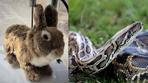 Robot Rabbits Florida