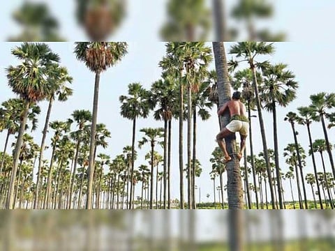 பனை மரங்களை வெட்ட இவரின் அனுமதி பெறுவது கட்டாயம்!