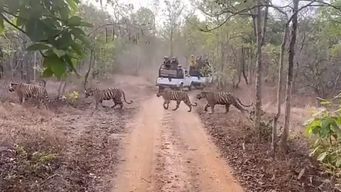 காட்டுப்பாதையை கூட்டமாக கடக்கும் புலிகள்.. வைரலாகும் வீடியோ!!