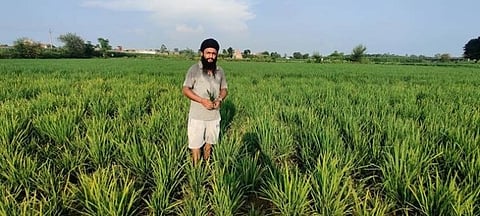 பயிர்களைத் தாக்கும் மர்ம ”குள்ளநோய்”...