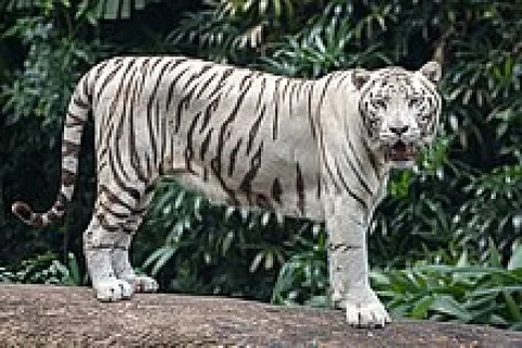 டெல்லி உயிரியல் பூங்காவில் உயிரிழந்த வெள்ளை புலி...!