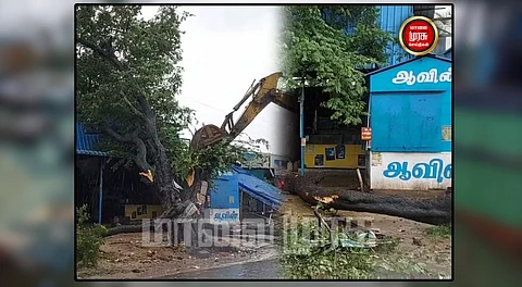 வேரோடு சாய்ந்த புளிய மரத்தால் போக்குவரத்து பாதிப்பு ...
