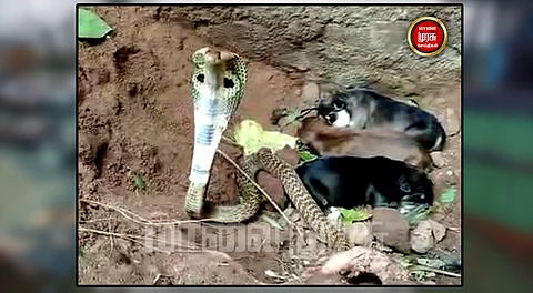 பால் கொடுக்க வந்த தாய் நாயை விரட்டி, குட்டிகளைக் காத்த பாம்பு...