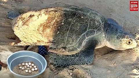 கரை ஒதுங்கிய அரிய வகை கடல் ஆமை..!