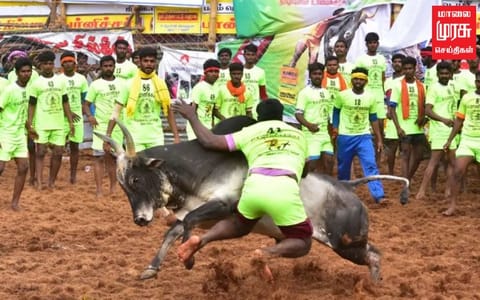 ஜல்லிக்கட்டு வழக்கில் உச்சநீதிமன்றம் இன்று தீர்ப்பு...!