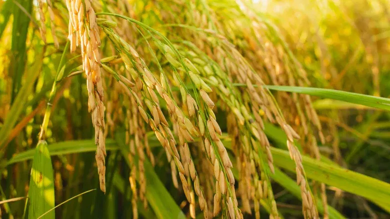 world first dna transplantation rice in india how its work it