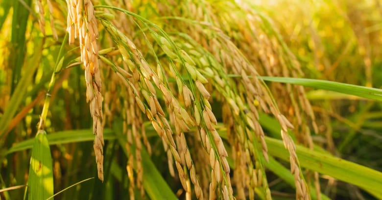 world first dna transplantation rice in india how its work it