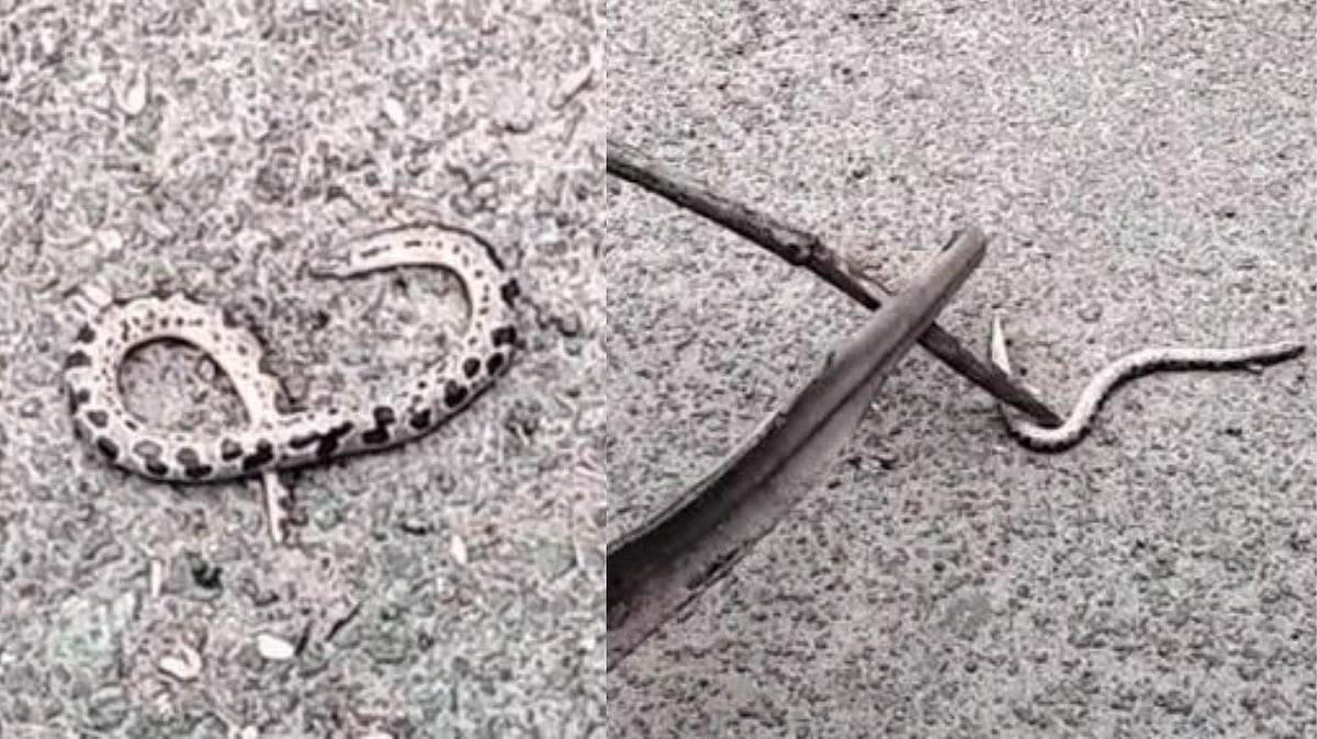 baby python found dead in streets, people are afraid of the real beast ...