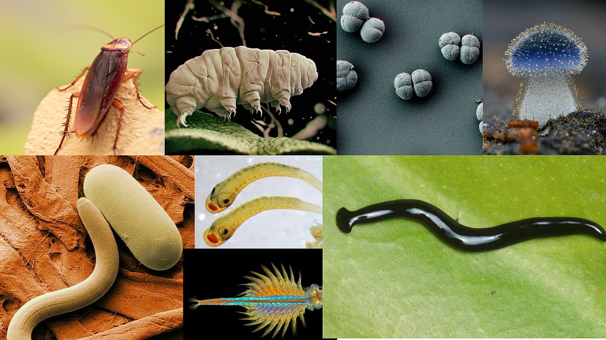 These 8 creatures can live in space
