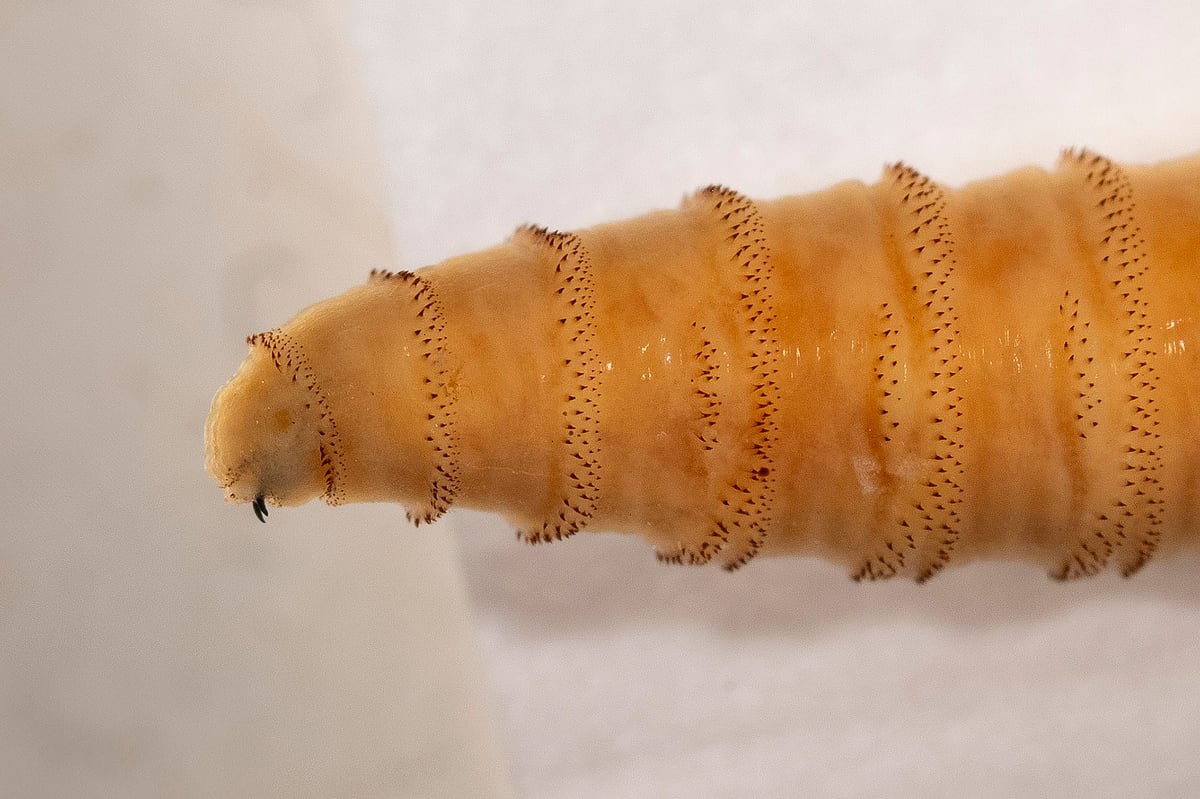 Human Body Insectivorous ‘Flesh-Eating Worm’ Invades Human Body – First Case Confirmed in the U.S