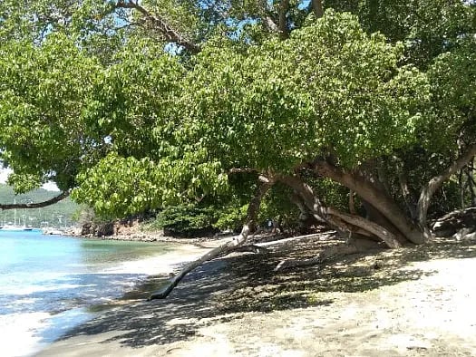 most dangerous Manchineel tree