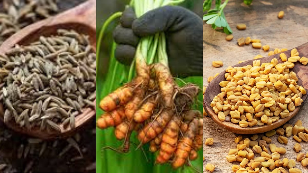 Cumin, turmeric and fenugreek are medicines for many diseases.