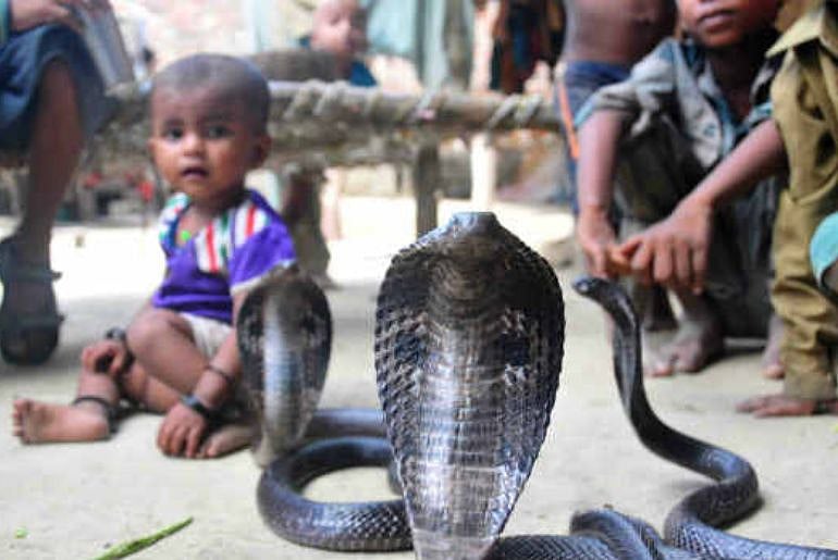 “Cobras inside homes..! Shetphal, the wonder village of Maharashtra ...
