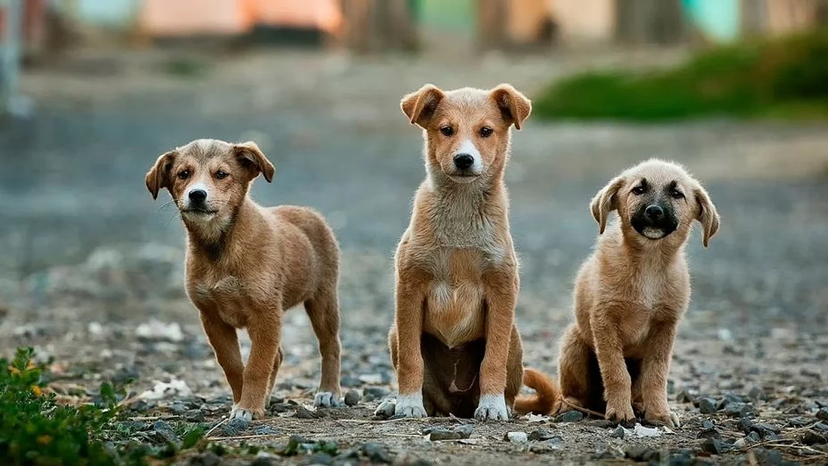 New research has revealed an association between the feeding of raw meat to pet dogs and the presence of bacteria resistant to critically important antibiotics (representational image - Unsplash)