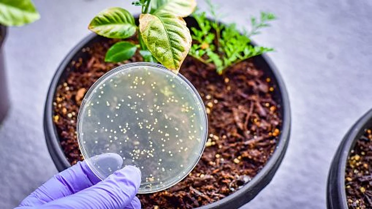 Researchers identify a fungal plant against MRSA strain (Unsplash)