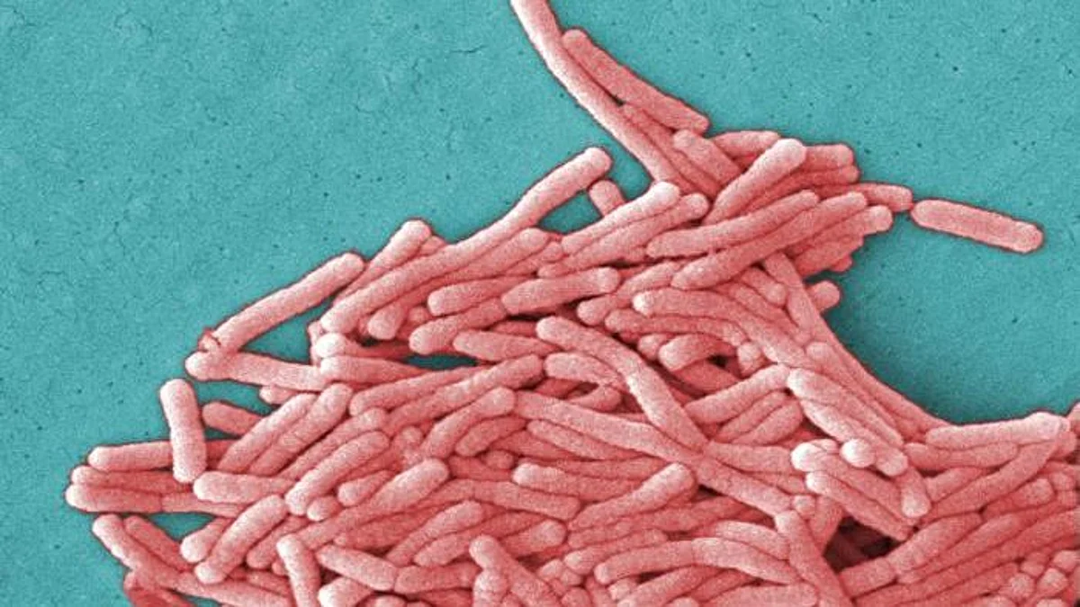 Researchers have discovered a significant and previously unknown mechanism that many bacteria use to resist antibiotics (representational image - CDC PHIL)