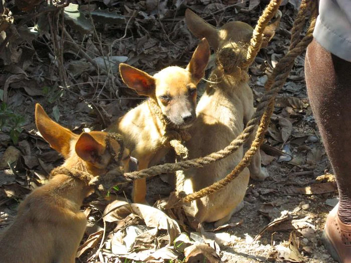 Montana’s Blackfeet Tribe to Use Dogs to Sniff Out Diseases (representational image - CDC PHIL)