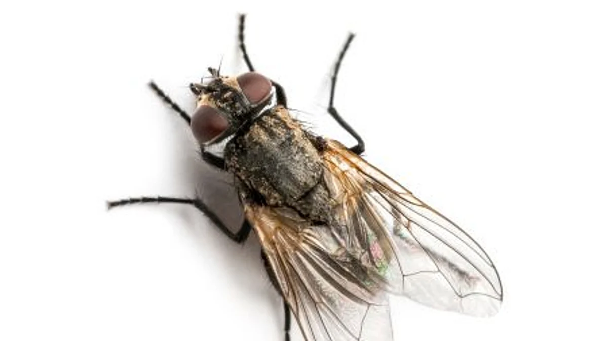 Genetic defect leads to motor disorders in flies (representational image - Unsplash)