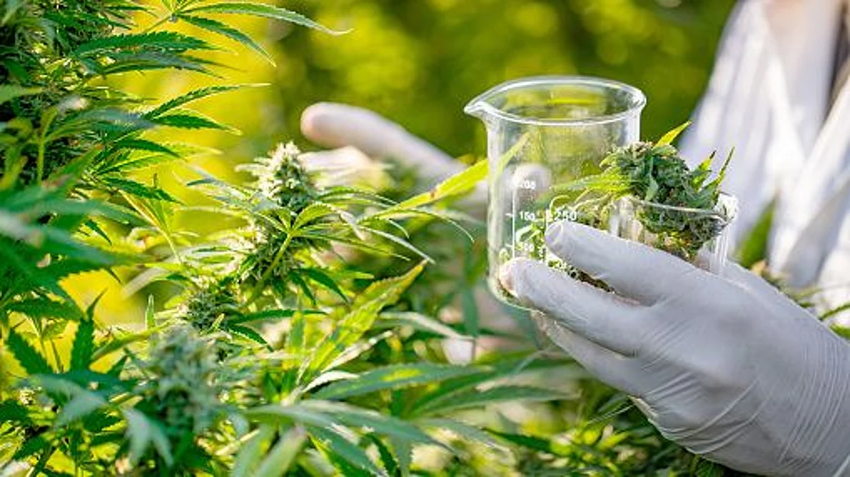 Study finds: Marijuana Plant to Treat Chronic Inflammation (representational image - Unsplash)