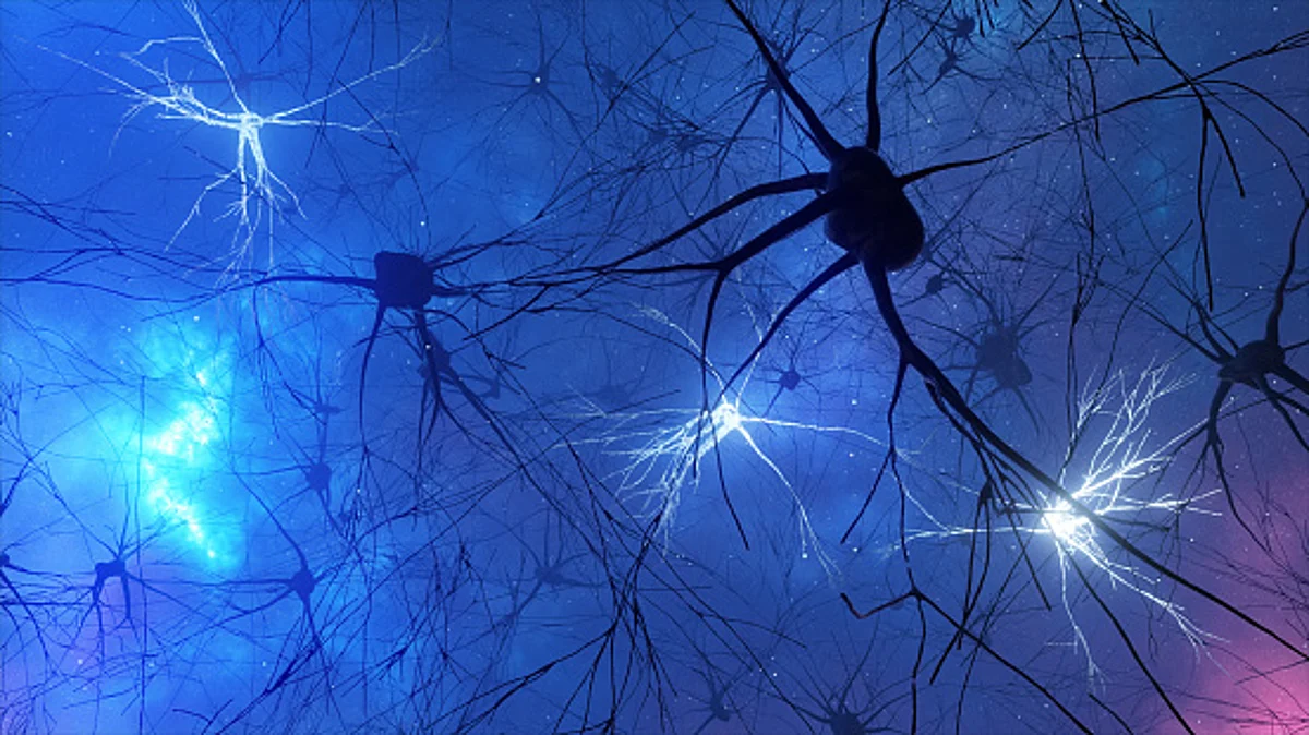 Microglial cells are vital in brain development and function, although most of the knowledge about them comes from studies in mice (Unsplash)