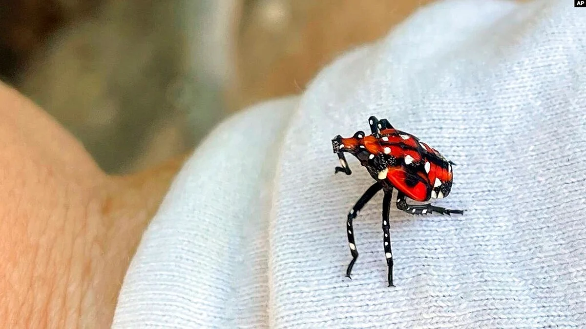 Kill-on-sight requests are a part of public campaigns to fight an invasive insect now massing and feeding on plants around much of the eastern United States (VOA)