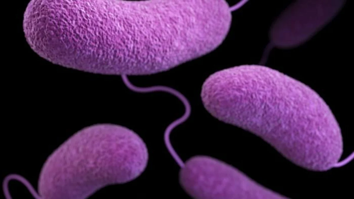 White, red, and blue signals alert you to dangerous germs (CDC PHIL)