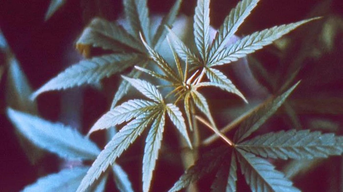 Cannabidiol may be effective in halving the severity of symptoms and impairment caused by chronic anxiety, a pilot study by Orygen, Australia’s centre of excellence in youth mental health, has shown (representational image - CDC PHIL)
