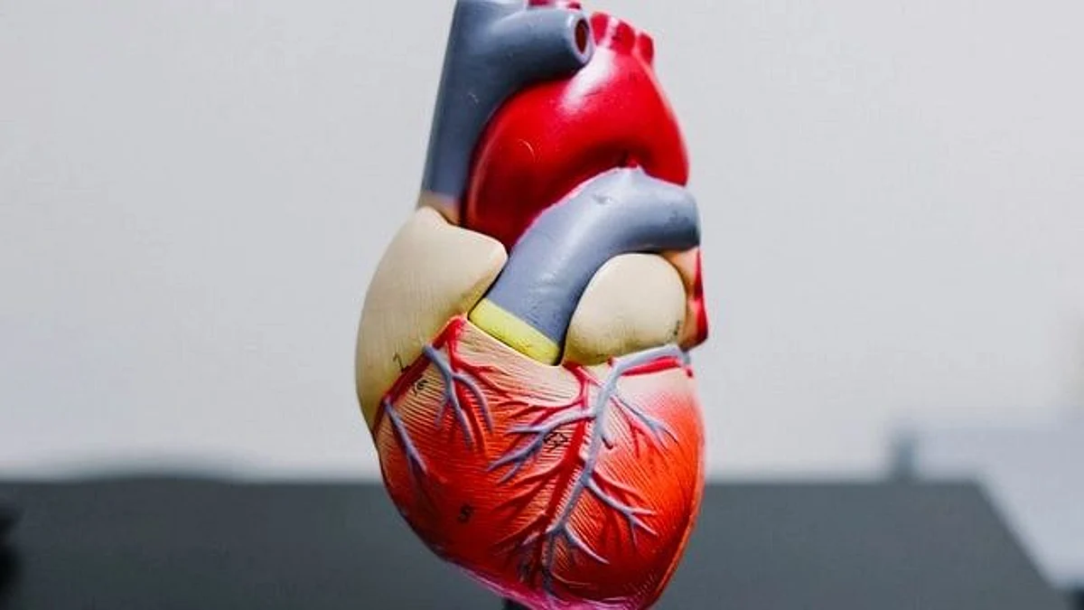 Steep rise in cardiovascular diseases by 2060 in US population (representational image - Unsplash)