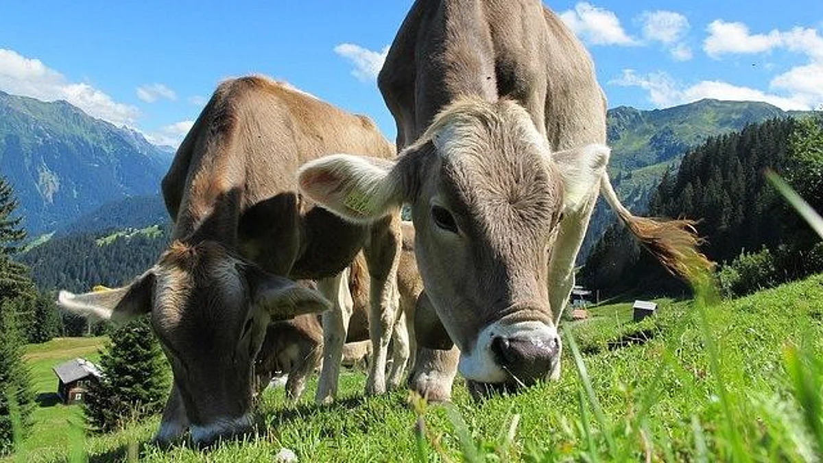 Lumpy disease kills over 2500 cattle heads in Rajasthan (representational image - Pixabay)