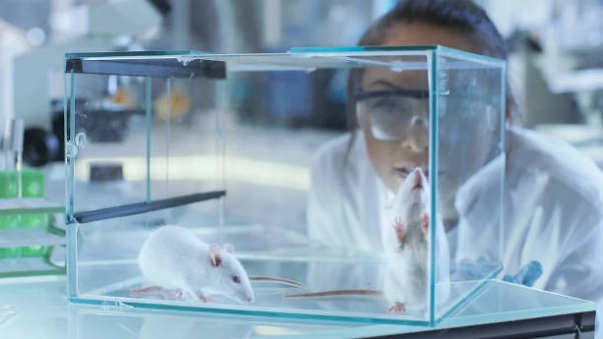The group demonstrated that the response of mice detected in a specific region of their brain from handling by a man is essential for ketamine’s effect to work (Unsplash)