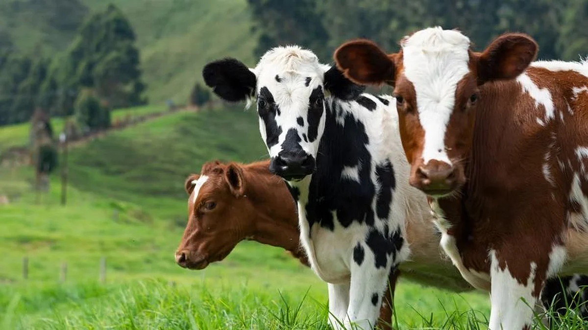 Early Europeans drank milk for thousands of years before they evolved the ability to fully digest it as adults, scientists say (representational image - Unsplash)