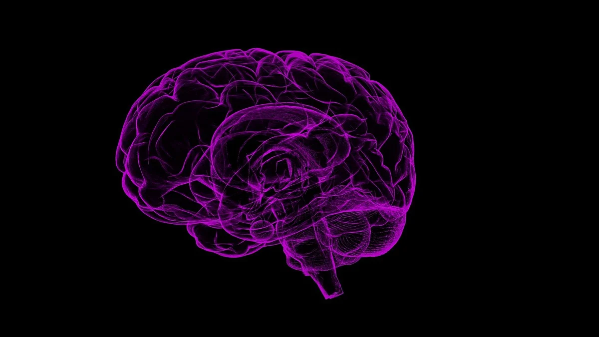 Scientists traced and studied neurons that connect the vision processing centers in each hemisphere of the brain (Pixabay)