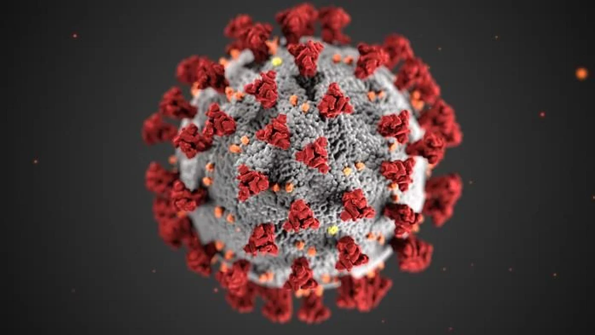 A review of studies about the virus that causes COVID-19 introduces questions about whether loss of smell COVID-19 may increase the risk of developing dementia (representational image - CDC PHIL)