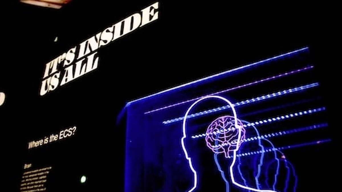 Neuroscience, is usually combined with the study of human factors to infer how emerging technology can be improvised in a way to match the capabilities and limitations of people (Unsplash)
