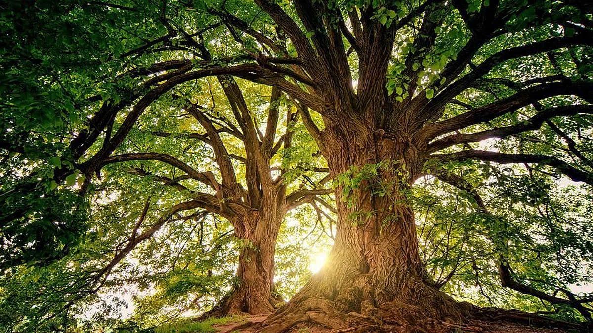 Smells experienced in nature evoke positive wellbeing (representational image - Pixabay)