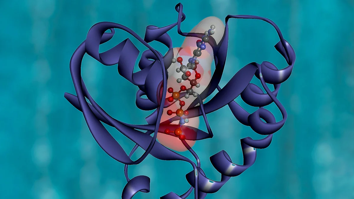 Enzyme, proteins work together to tidy up tail ends of DNA (representational image - Unsplash)