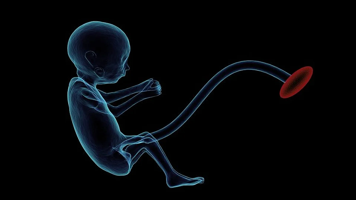 Researchers find: Multi-gene activity hotspots in embryos (Pixabay)