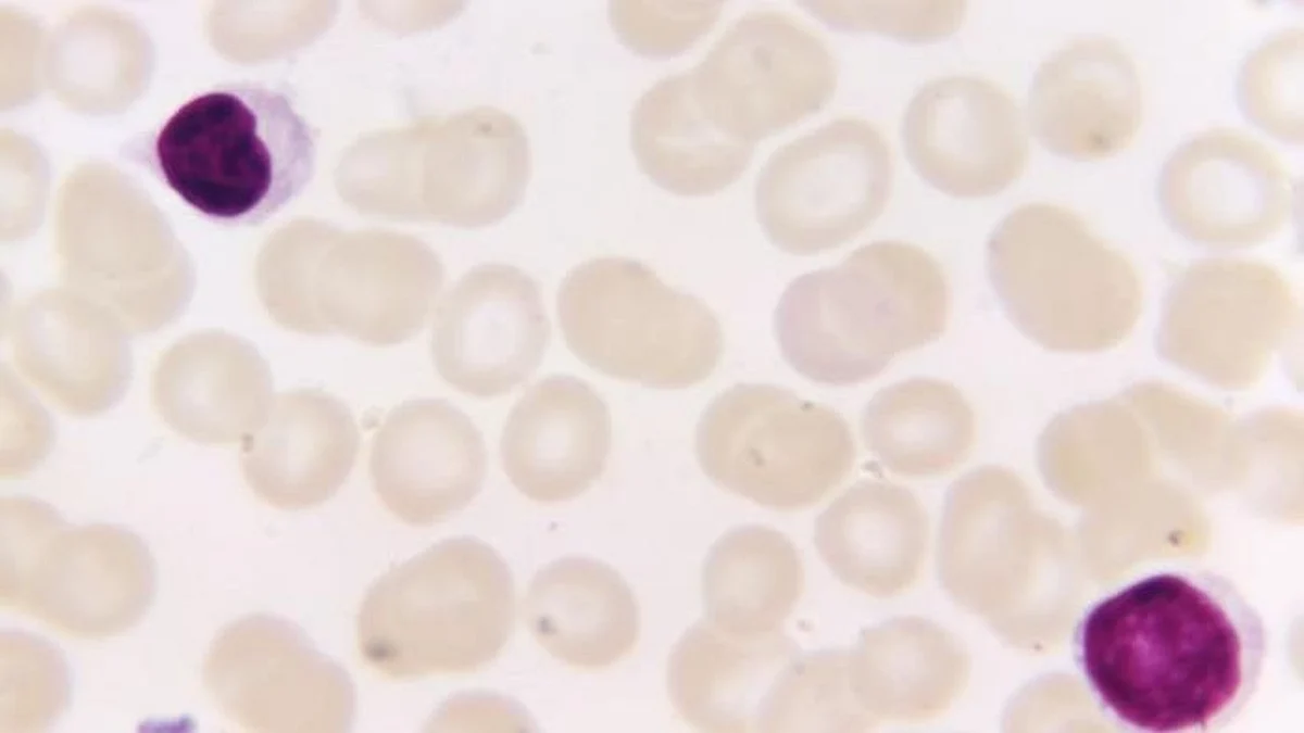 OU study: new ‘molecular tool’ to trigger targeted immune response (representational image - CDC PHIL)